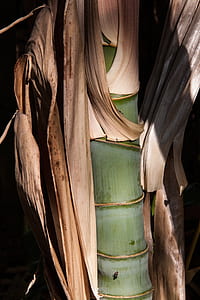 green bamboo thumbnail