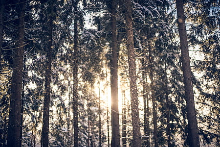 snow covered trees during daytime thumbnail