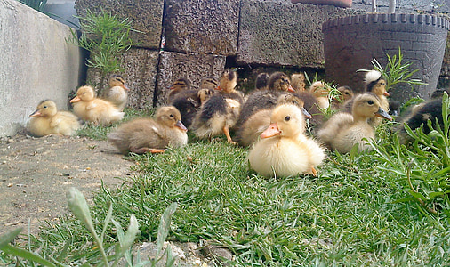 flock of ducklings on grass thumbnail