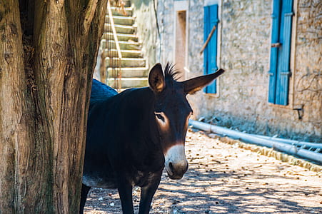 brown and black donkey near tree thumbnail