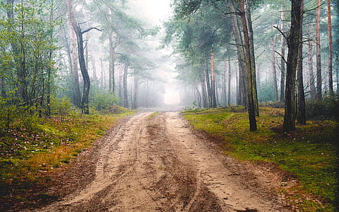 road between green leaf trees at daytime thumbnail