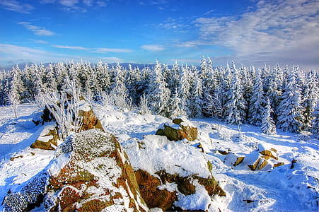 pine trees covered in snow thumbnail