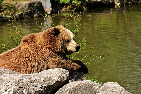 polar bear on the gray rock thumbnail