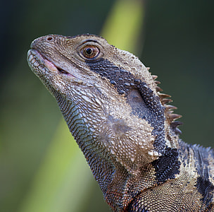 selective focus photography of brown and black lizard thumbnail