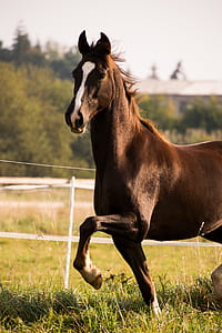 brown horse near fence in selective focus photography thumbnail