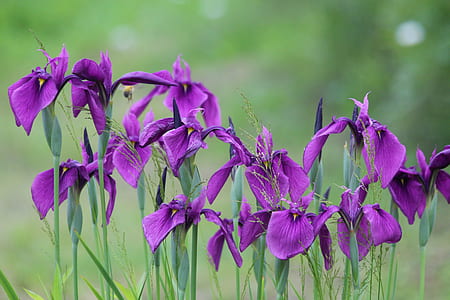 purple petaled flowers thumbnail