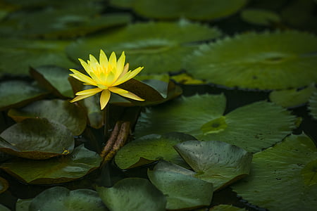 yellow lotus flower thumbnail