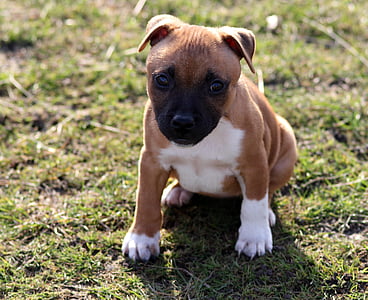 tan and white American bully puppy thumbnail