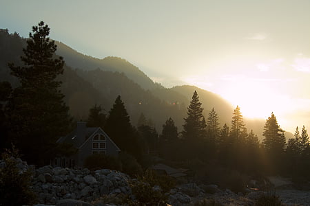 green pine trees thumbnail
