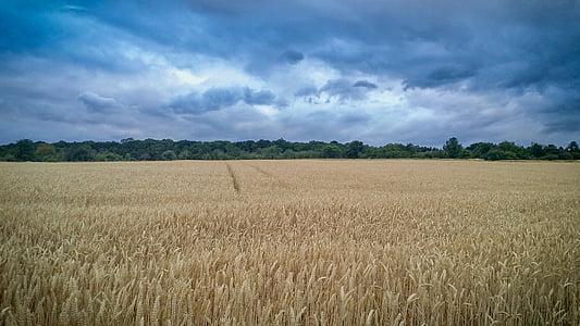 wheat field under grey clouds thumbnail