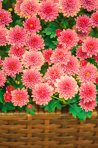 shallow focus photography of pink flowers thumbnail