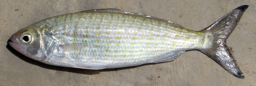 Australian herring - Arripis georgianus thumbnail