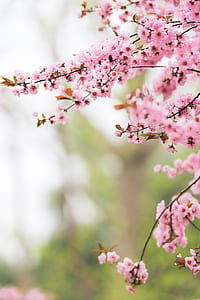 selective focus photography of pink petaled flowers thumbnail