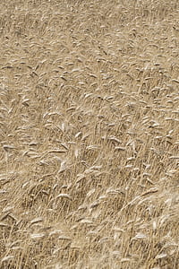 closeup photo of wheat field thumbnail