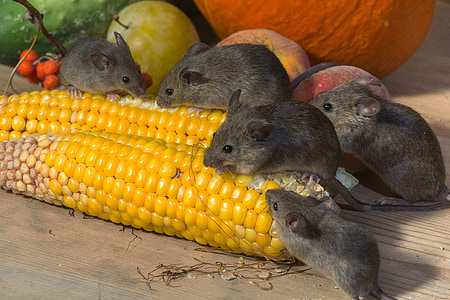 mice eating yellow corn thumbnail