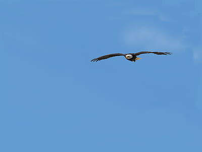 aerial photography of flying bald eagle under blue sky thumbnail
