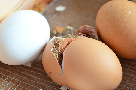 photo of hatch organic egg thumbnail