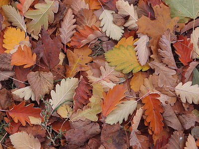 brown leaves thumbnail