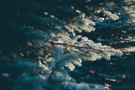 green leaf tree during day time thumbnail