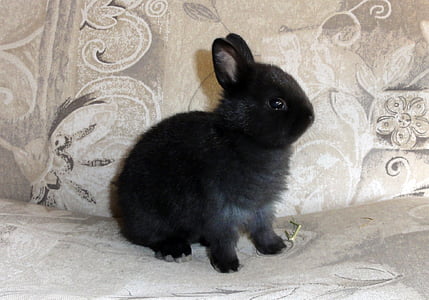 black rabbit on gray floral textile thumbnail