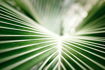 coconut leaf, palm, tropical, green, closeup, leaf thumbnail
