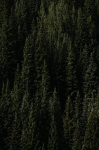 pine trees in aerial photography thumbnail