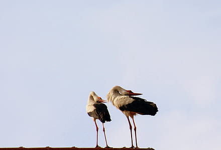 two white-and-black birds perched at daytime thumbnail