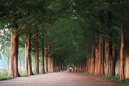 people on gray concrete pathway between green tall trees during daytime thumbnail