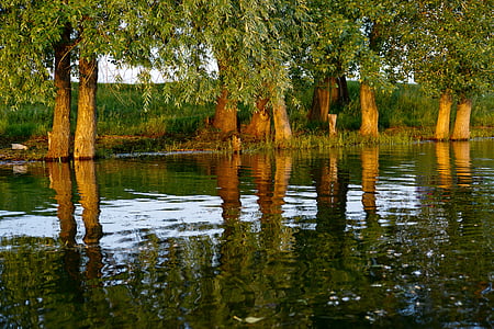 time lapse photography of body of water near trees thumbnail