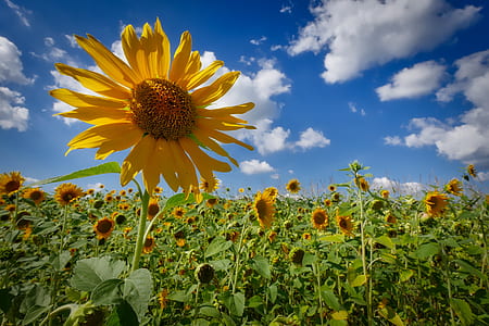 shallow focus photography of sunflowers thumbnail