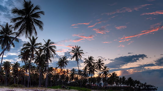palm trees beside body of water during nighttime thumbnail