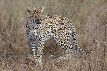 Brown and Black Cheetah thumbnail