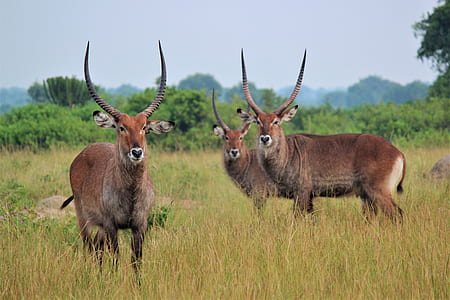three brown antelope on green grass field thumbnail
