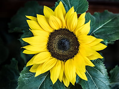 sunflower thumbnail