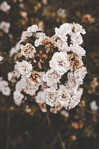 focus photography of white flowers thumbnail