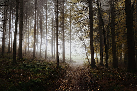 photography of trees thumbnail