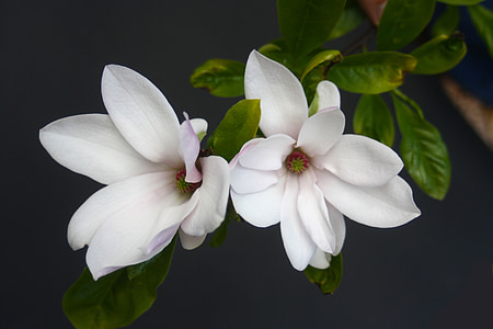 macro shot photography of white flowers thumbnail