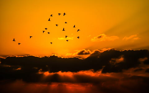 flight of bird above sky during golden hourts thumbnail
