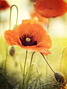 macro photography of orange flower during daytime thumbnail