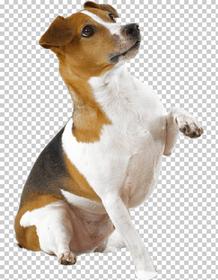 Dog Breed Jack Russell Terrier Parson Russell Terrier Smooth Fox