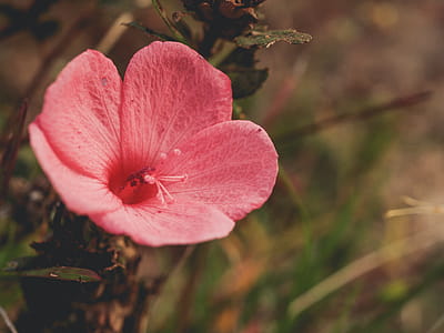 Red Petaled Flower in Bloom thumbnail