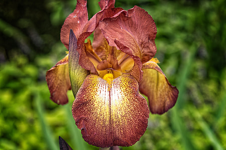 close-up photography of red iris flower thumbnail