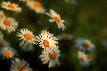 Close Up Photography of Daisies thumbnail
