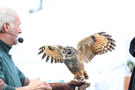 photo of tamed black and brown owl thumbnail