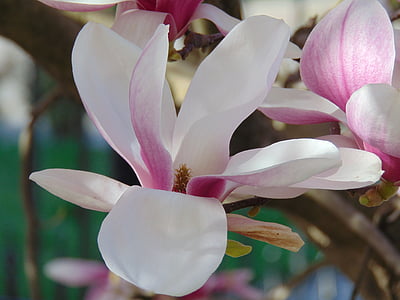 white and pink petaled flower thumbnail