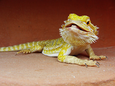 Bearded Dragon, Reptile thumbnail