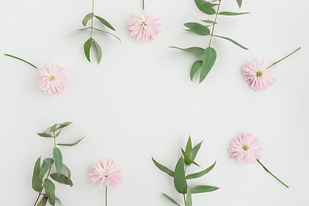 pink petaled flower thumbnail