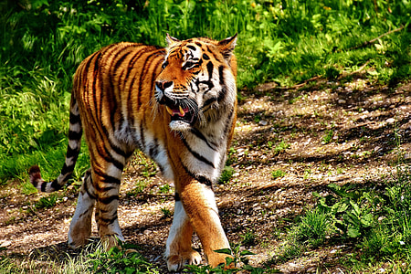 tiger near green grass thumbnail