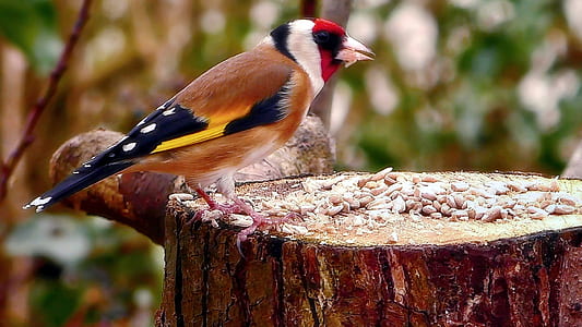 brown and black bird perched on wood thumbnail