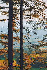 pine trees thumbnail
